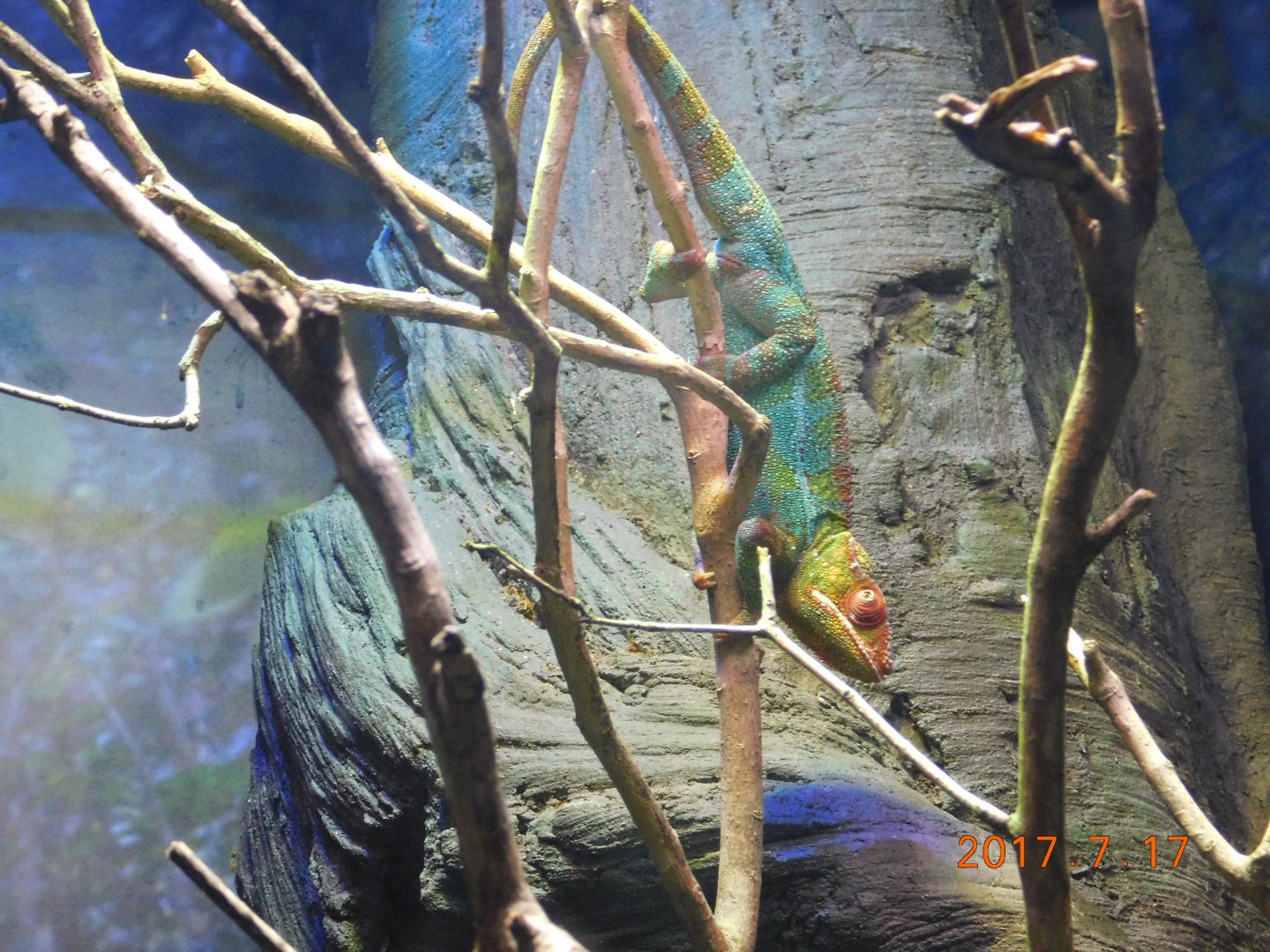 Panther Chameleon