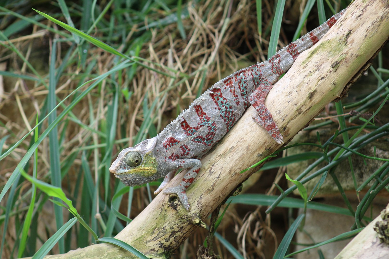 Panther Chameleon