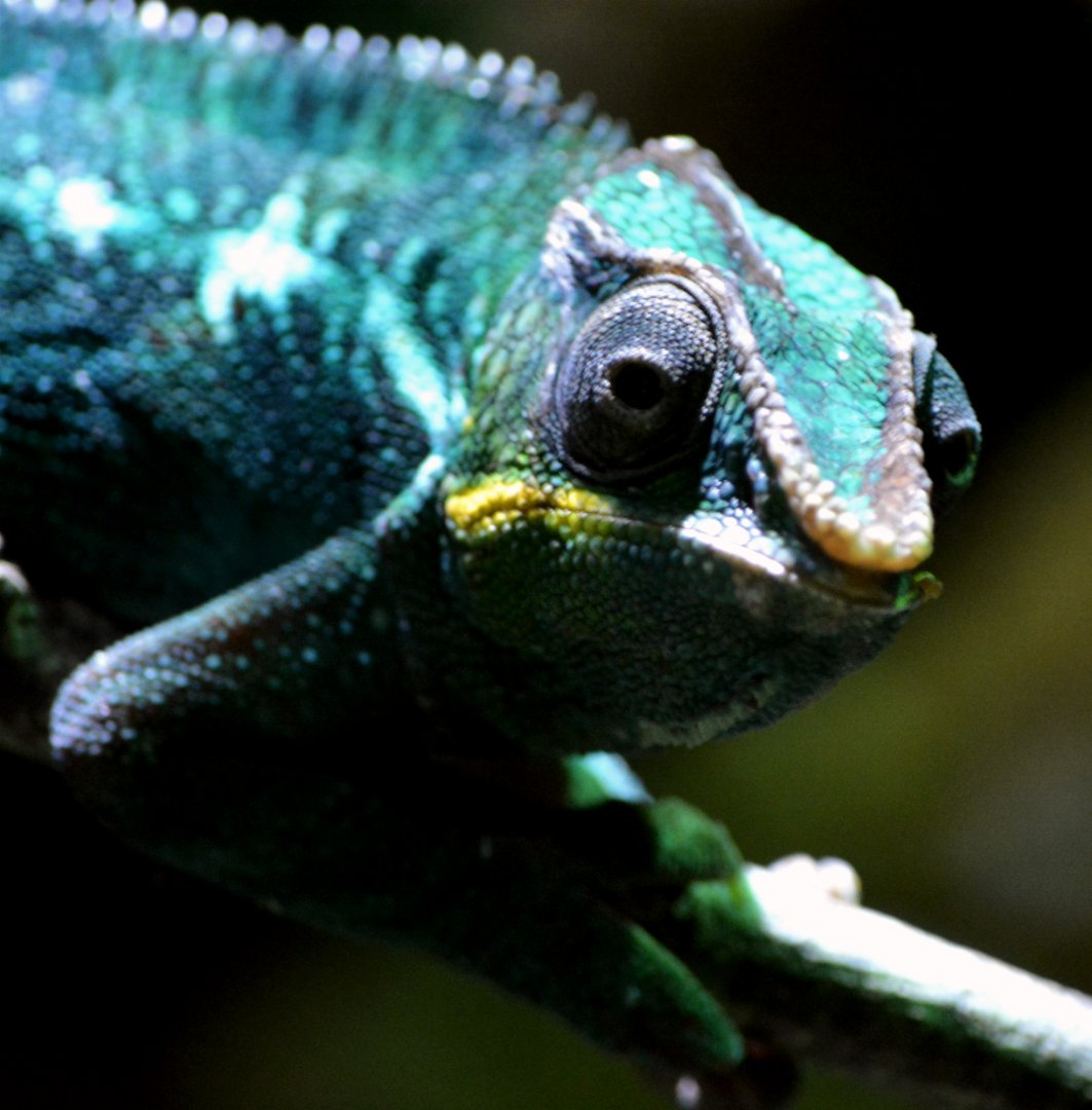 panther chameleon