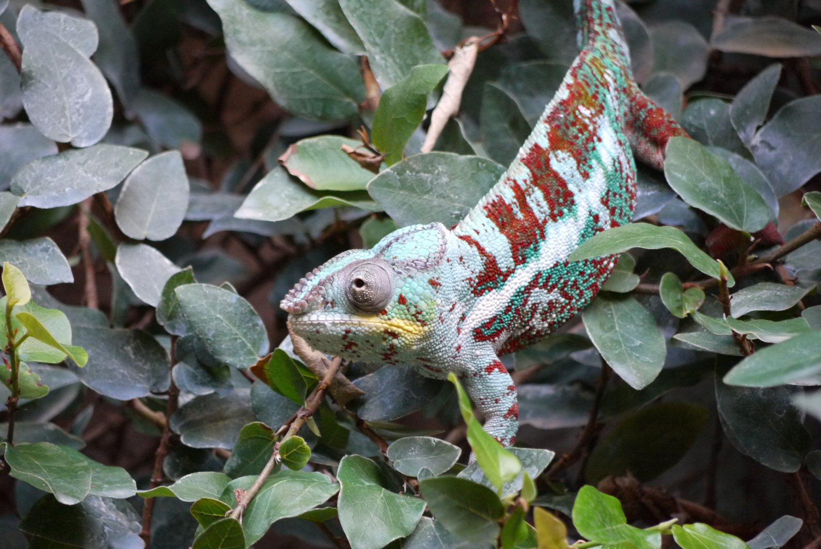 Panther Chameleon