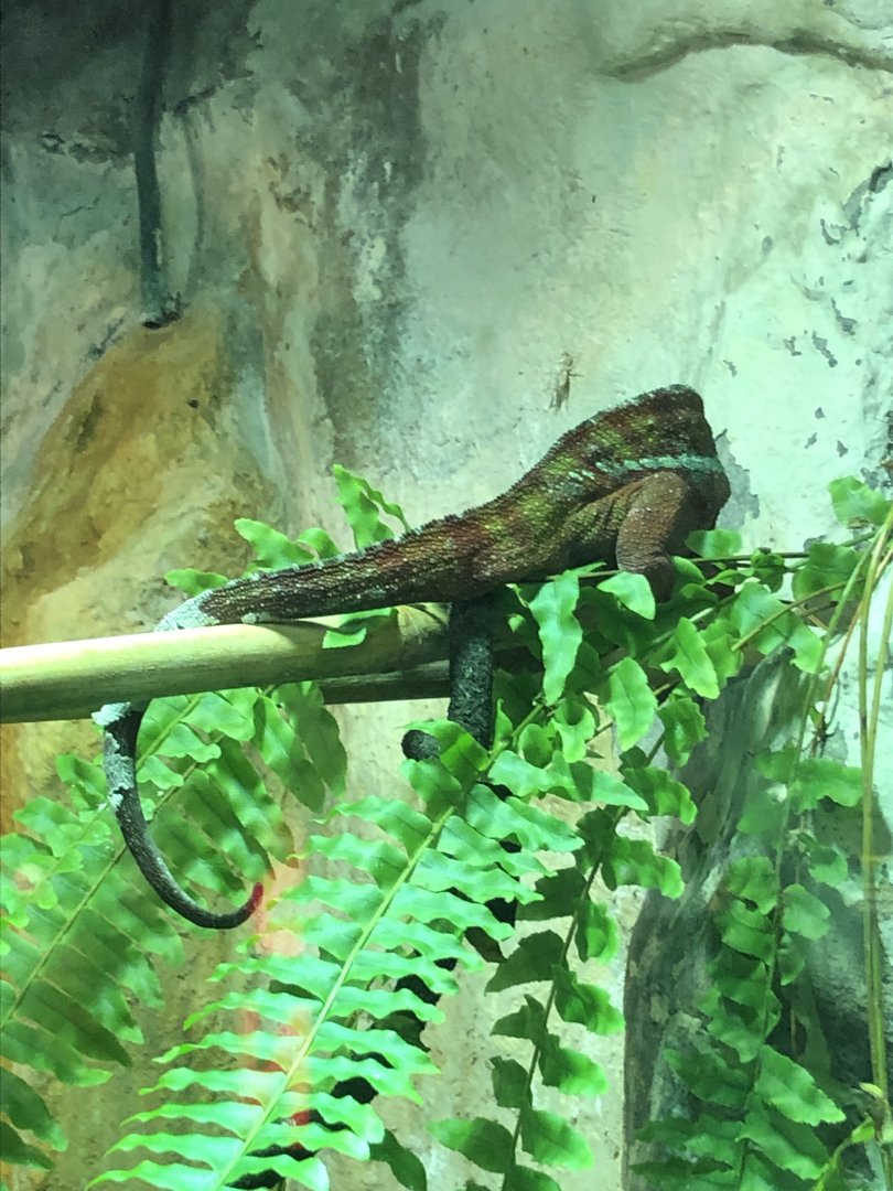 Panther Chameleon