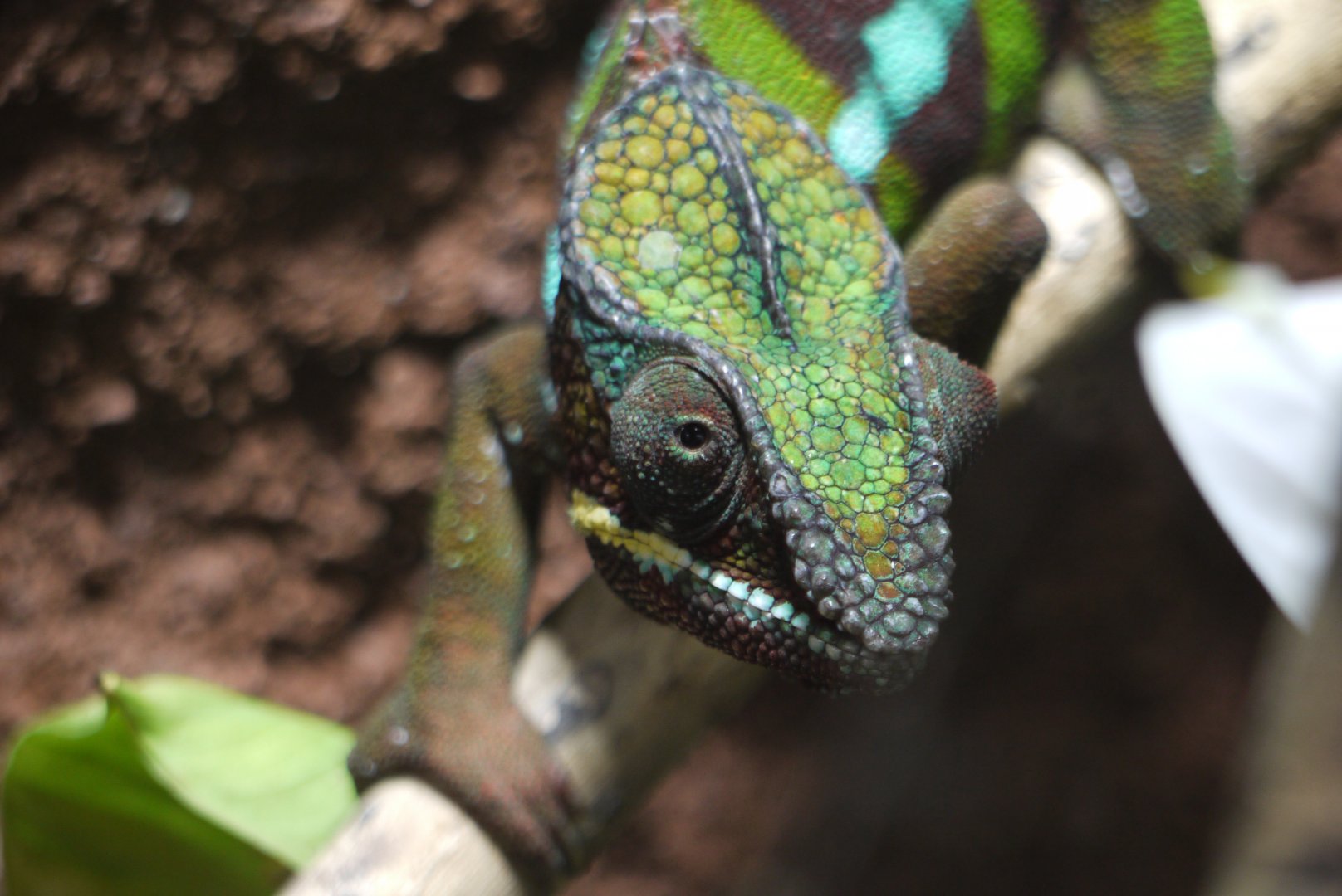 Panther Chameleon