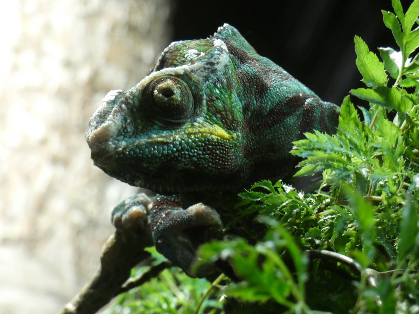 Panther chameleon