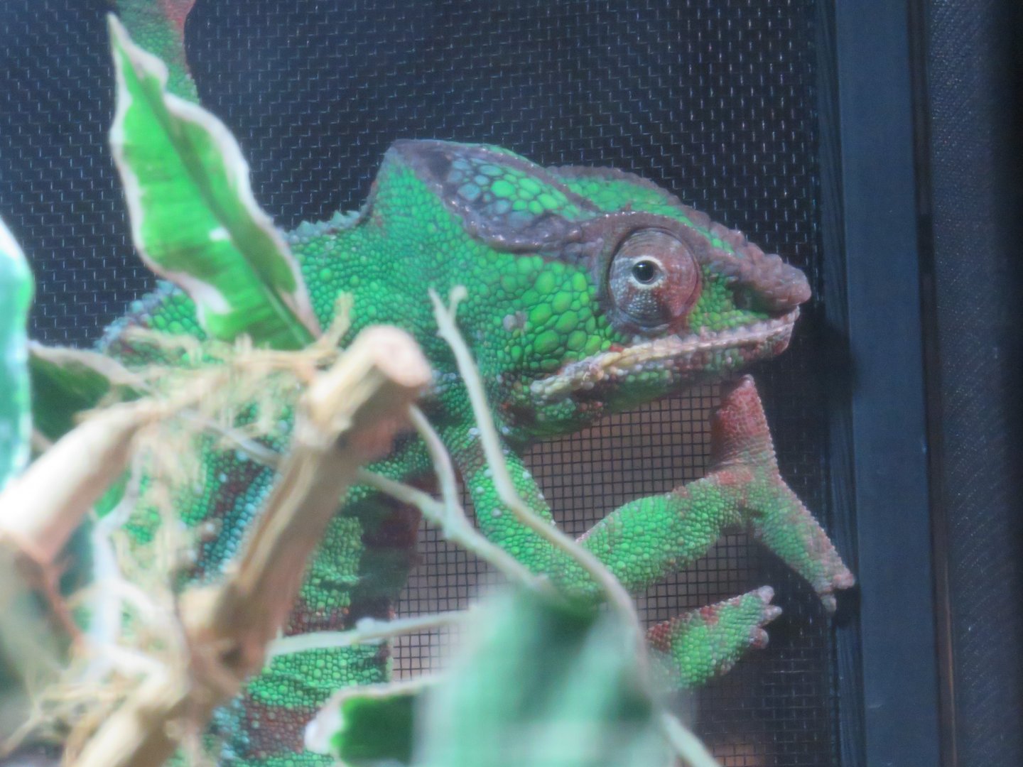 Panther chameleon