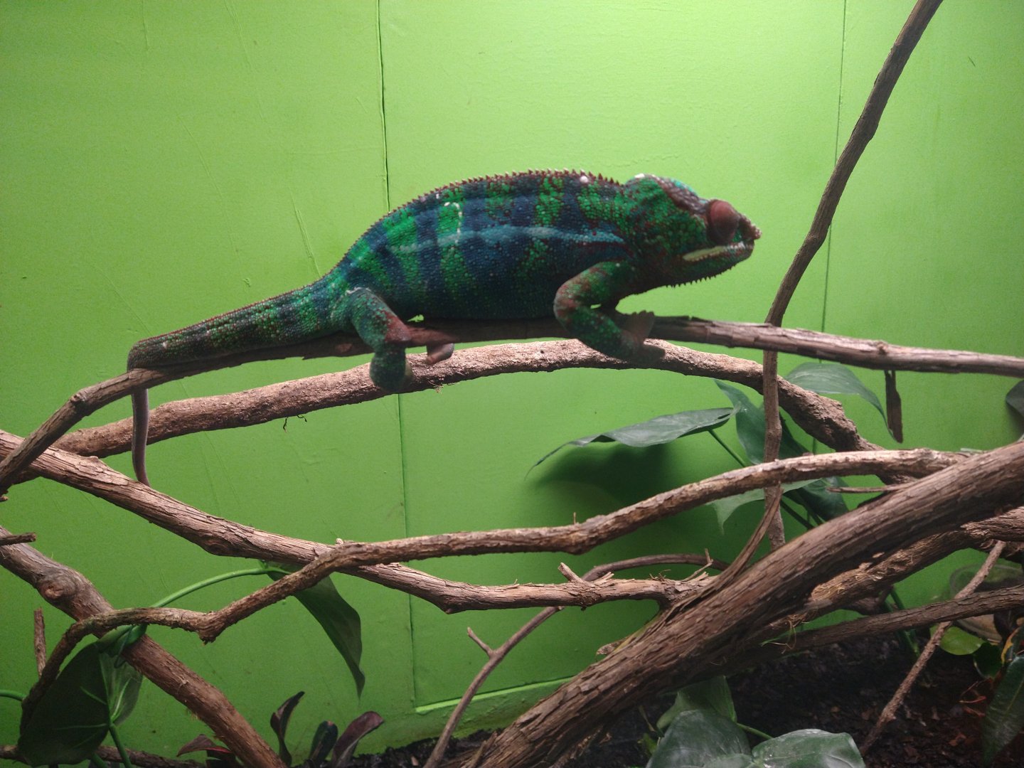Panther chameleon?
