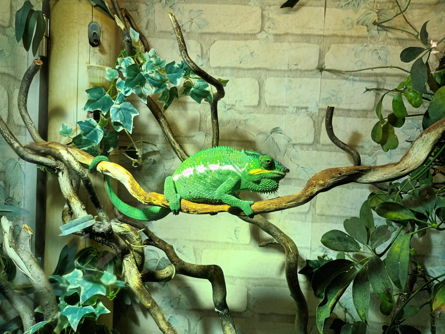 Panther Chameleon