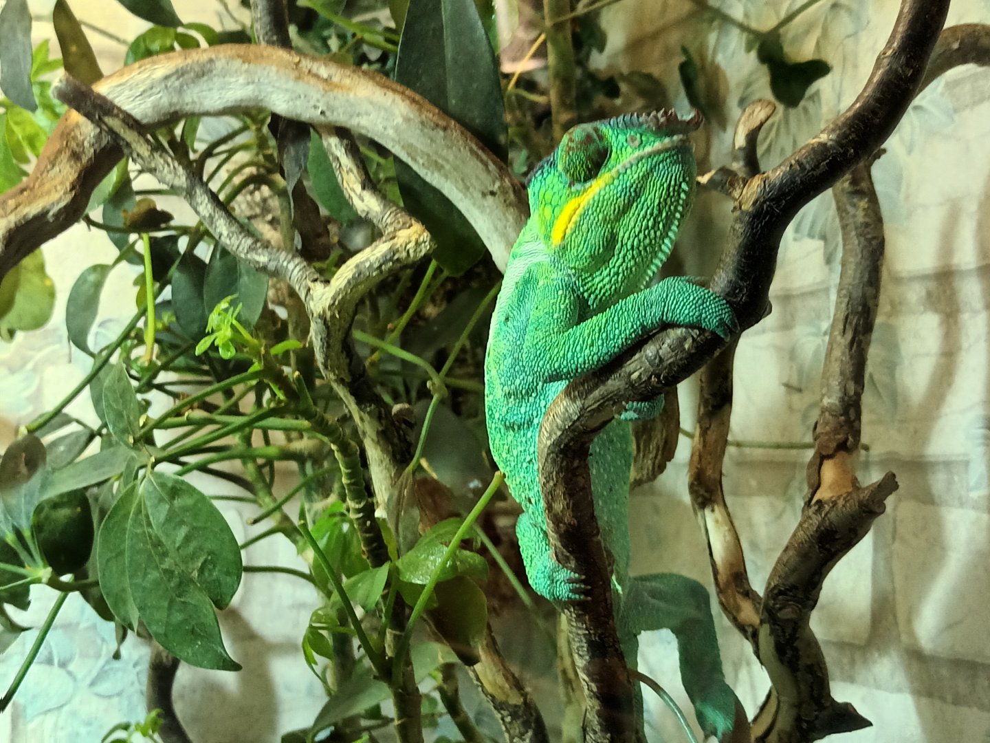 Panther Chameleon