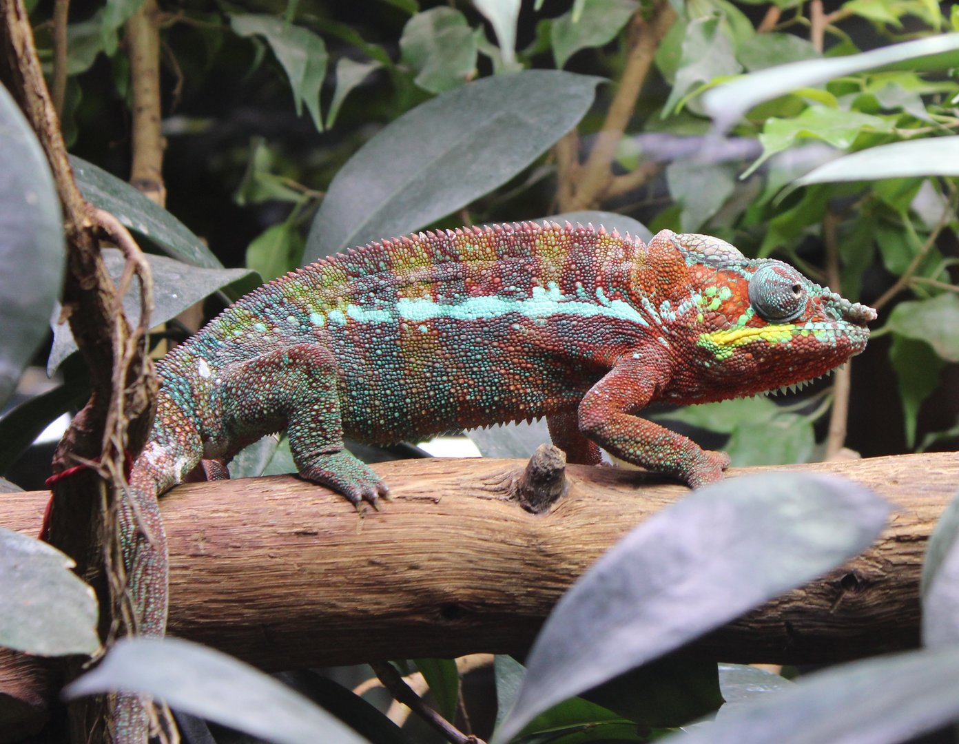 Panther chameleon