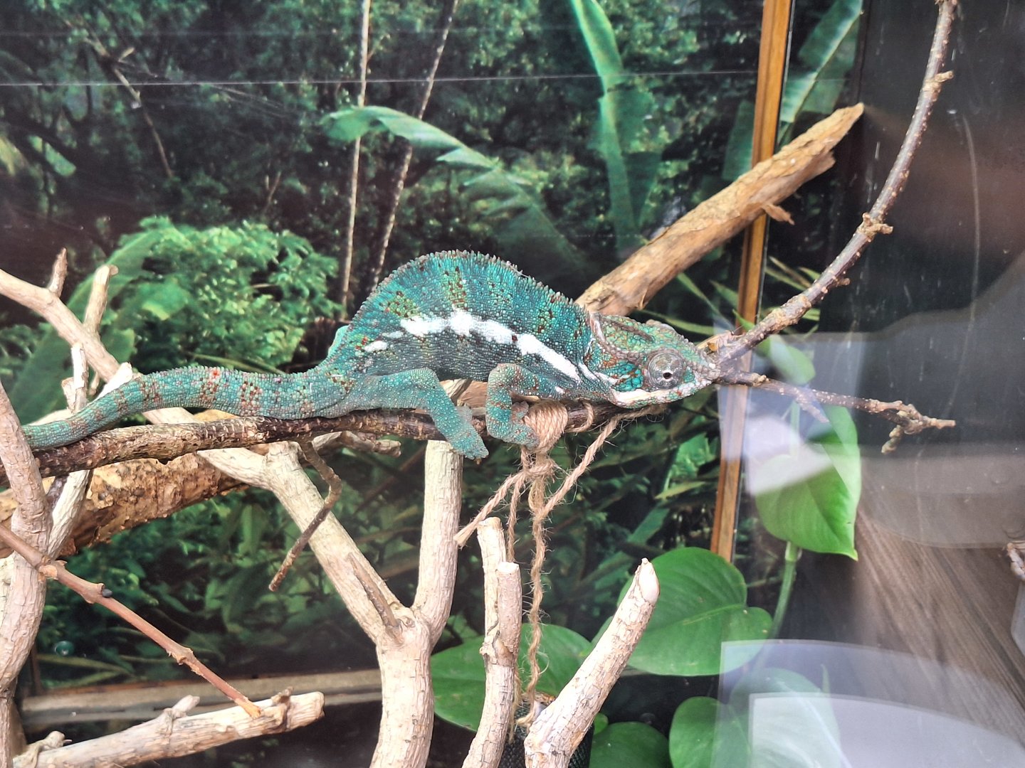 Panther Chameleon