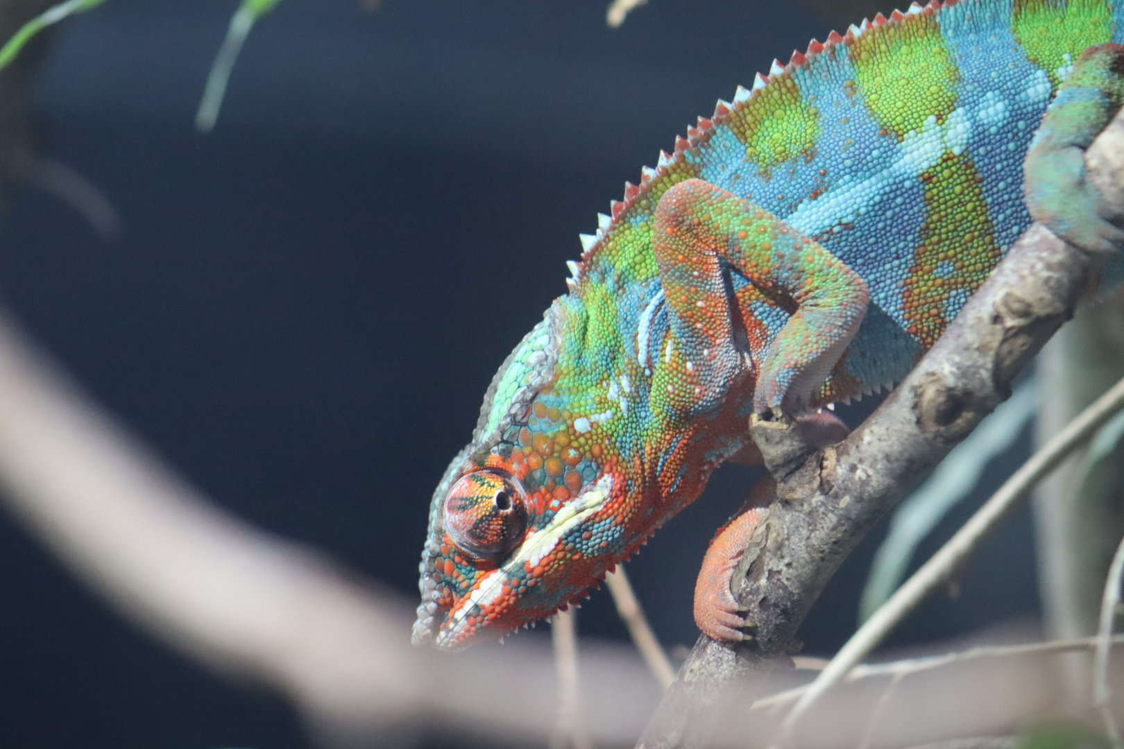 Panther Chameleon