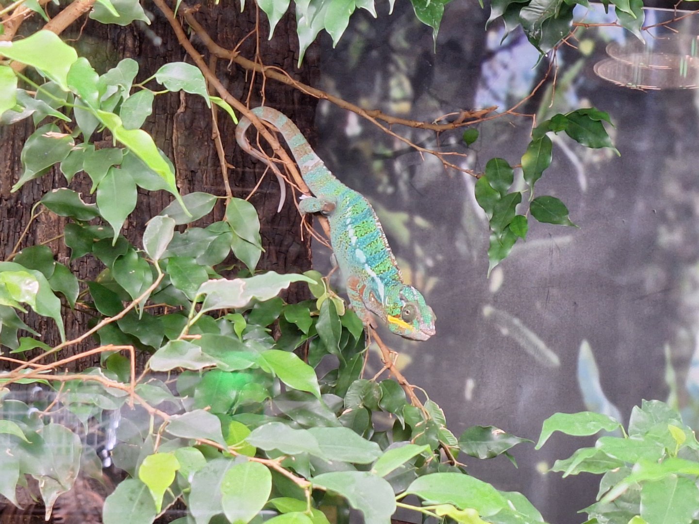 Panther Chameleon
