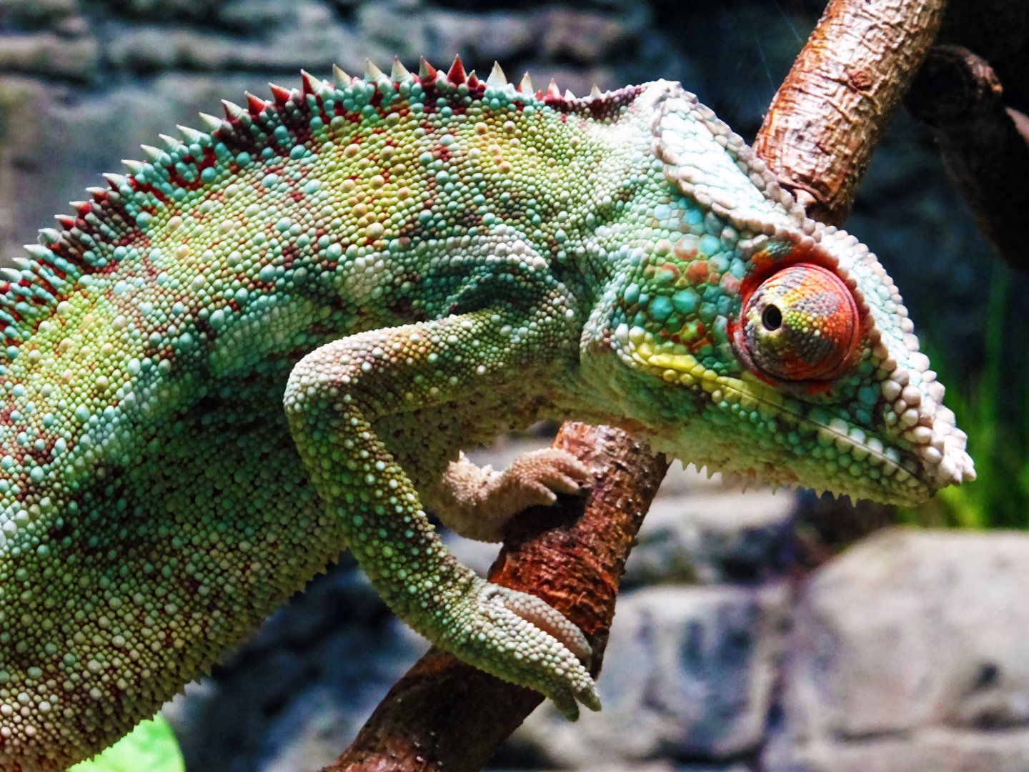 Panther Chameleon
