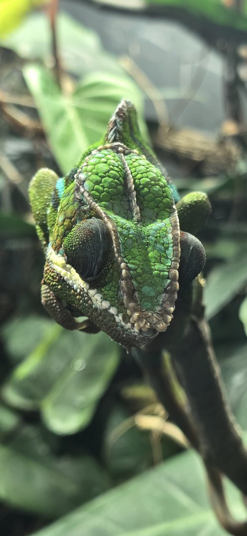 Panther chameleon