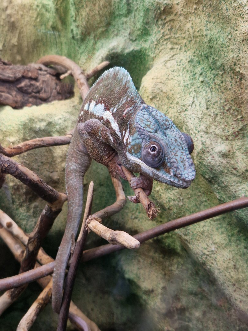 Panther chameleon