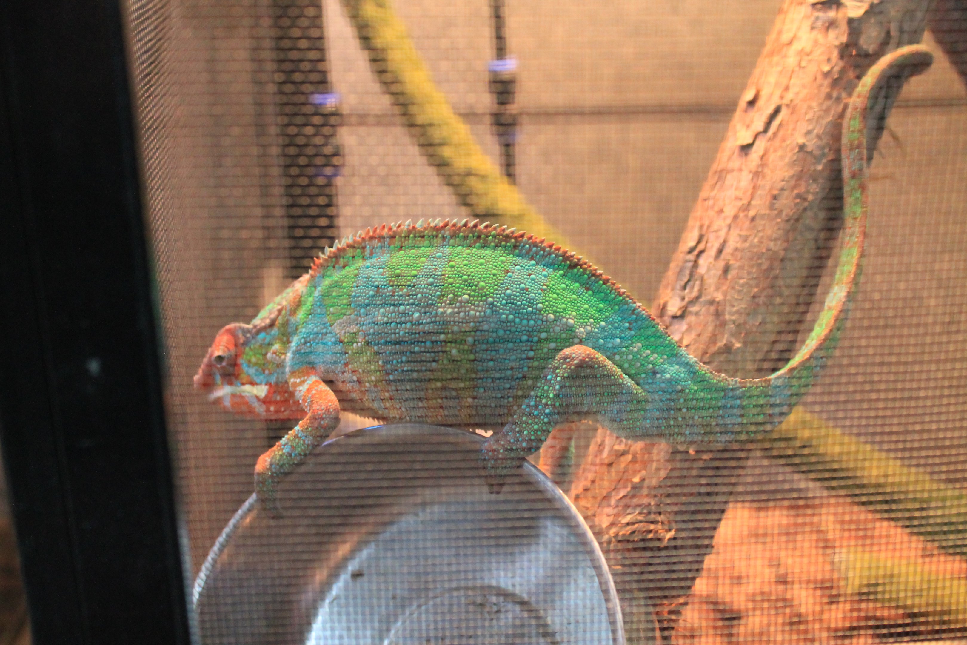Panther Chameleon