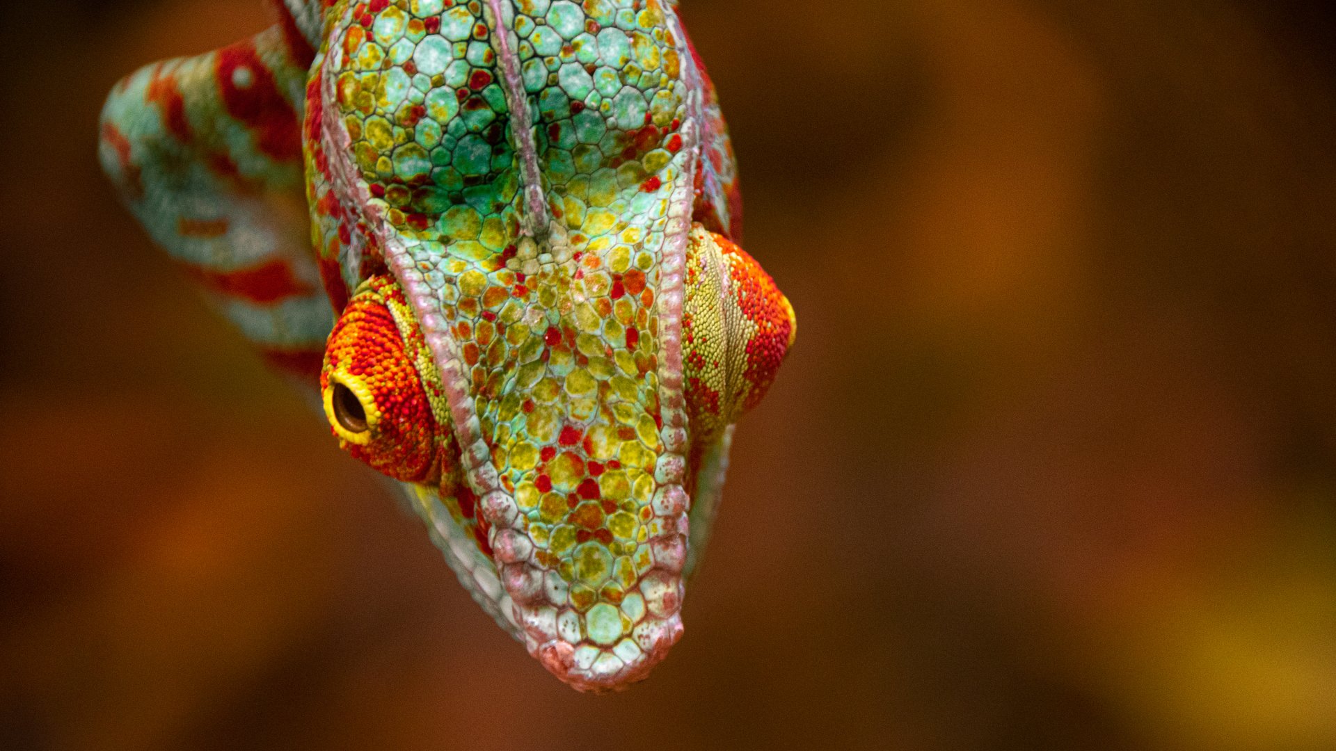 Panther chameleon