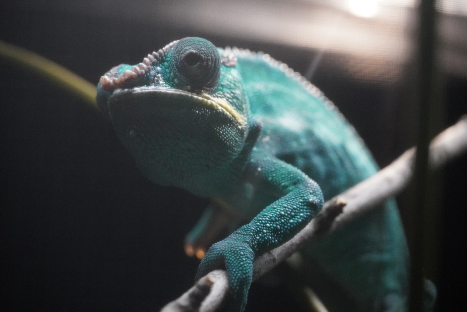 Panther Chameleon