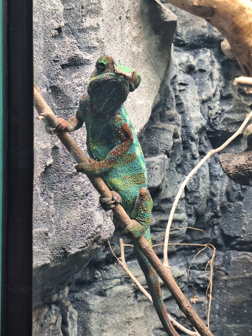 Panther Chameleon