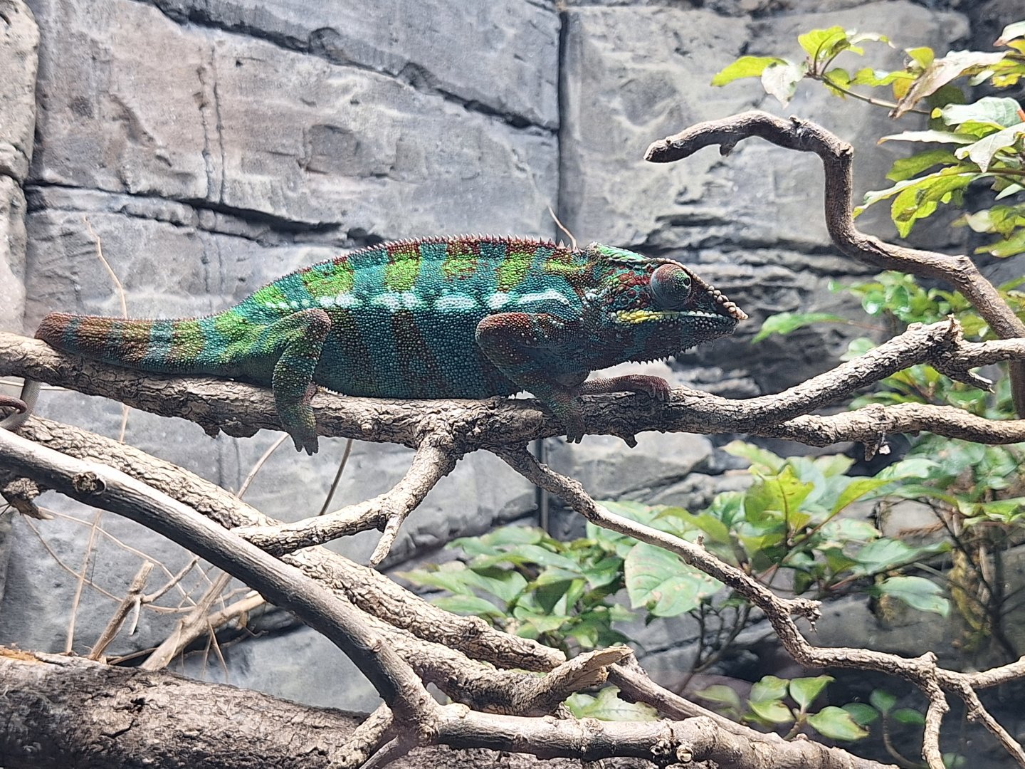 Panther Chameleon