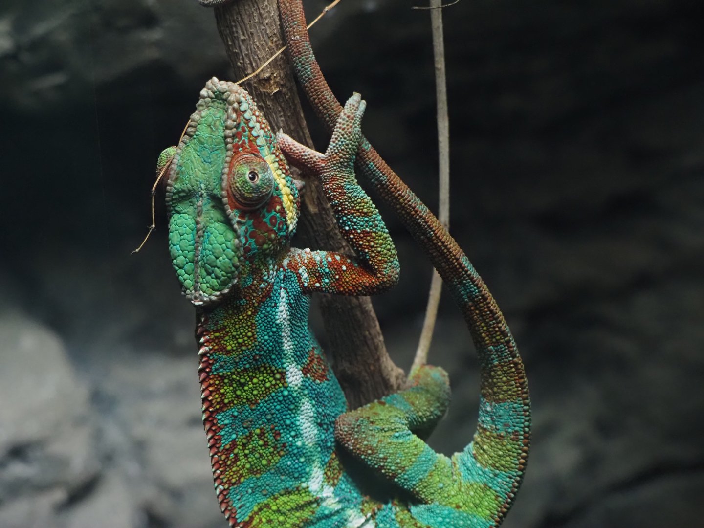 Panther Chameleon