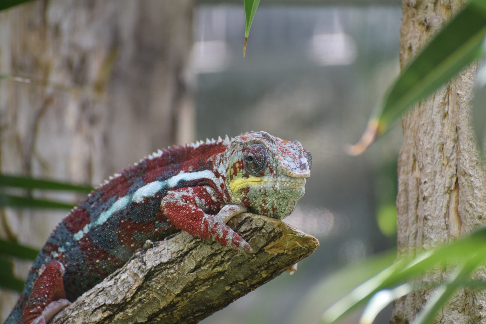 Panther chameleon