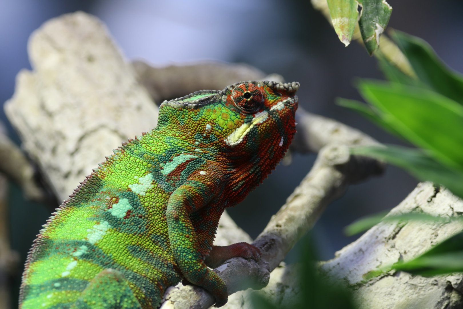Panther chameleon