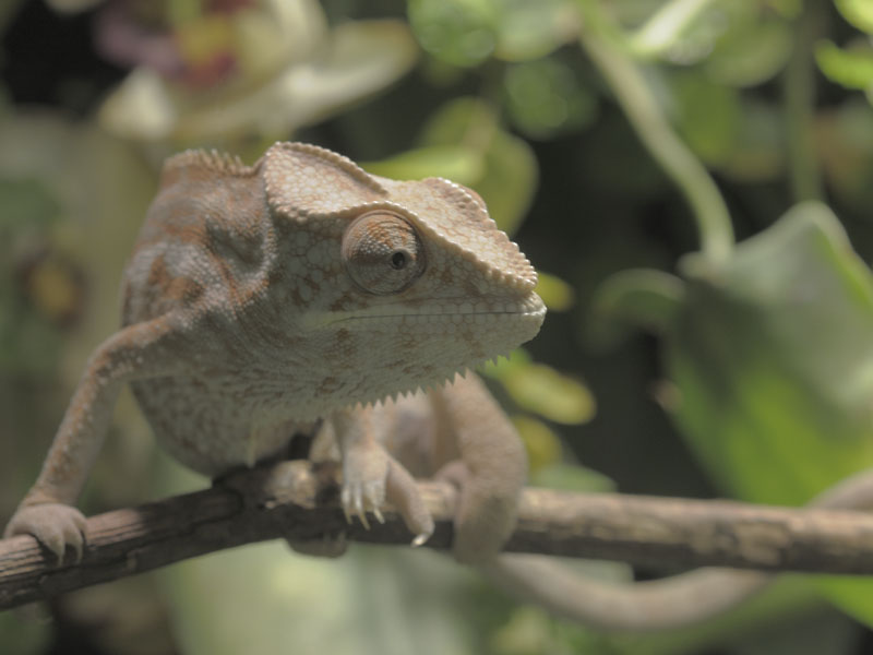 Panther chameleon
