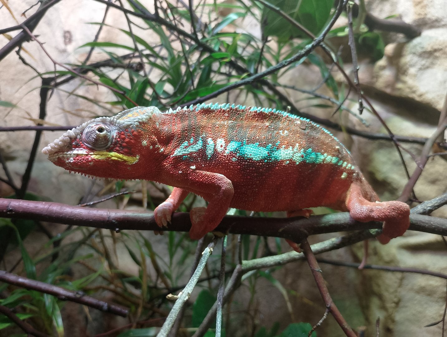 Panther chameleon