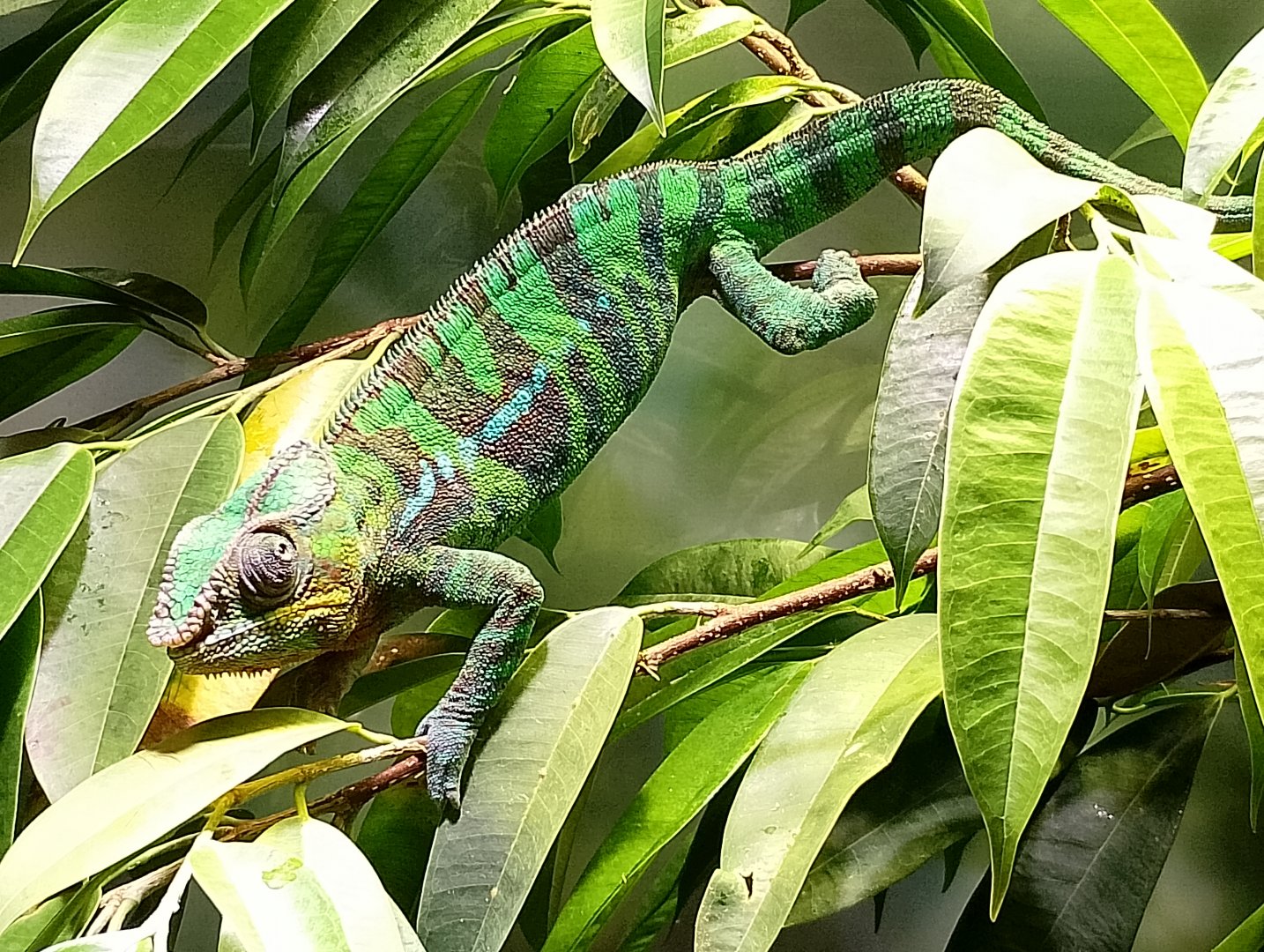 Panther chameleon