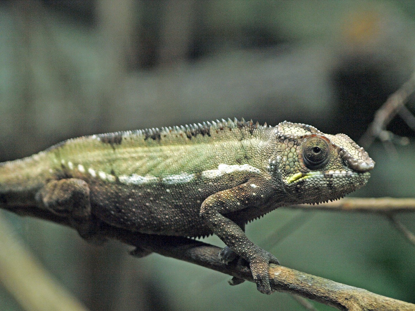 Panther Chameleon