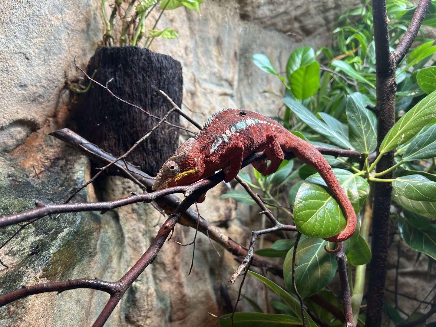 Panther Chameleon
