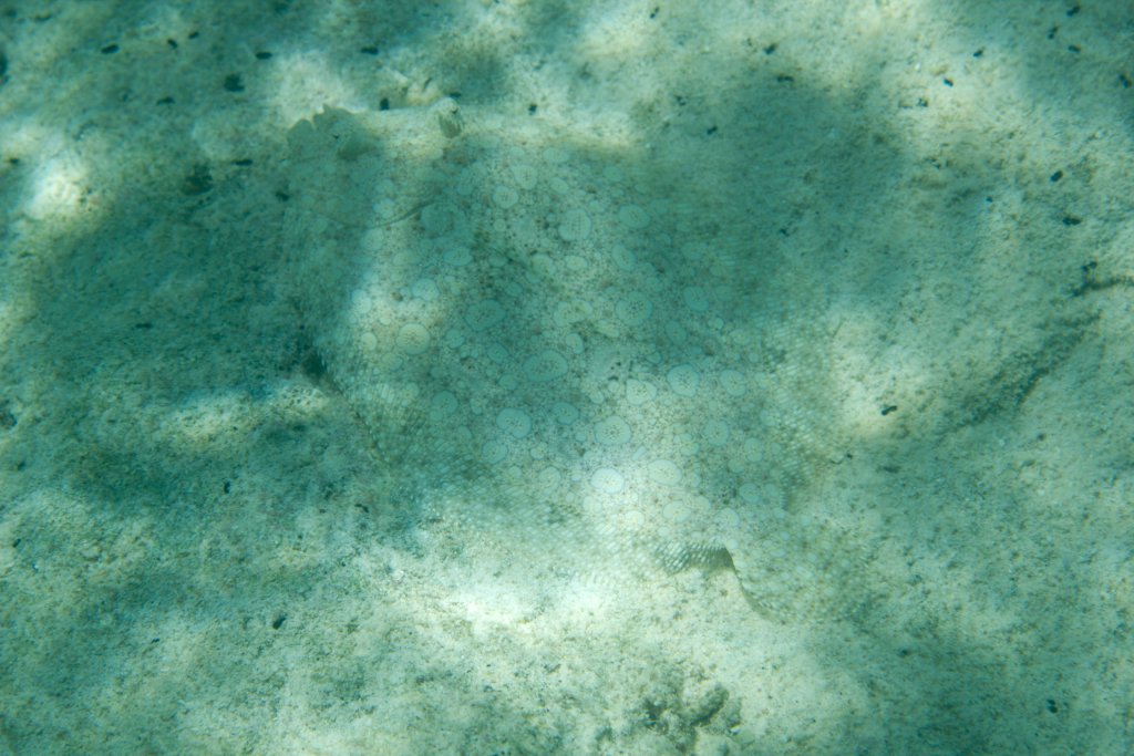 Panther Flounder (Bothus pantherinus)