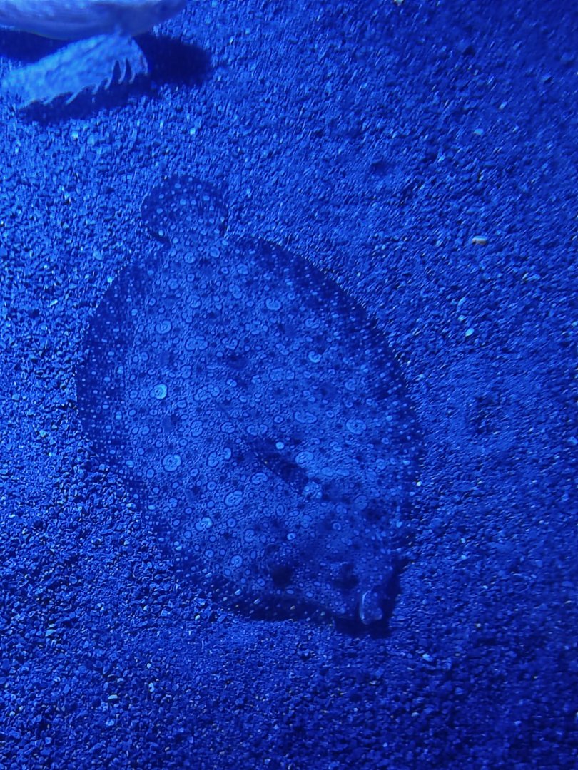 Panther Flounder (Bothus pantherinus)