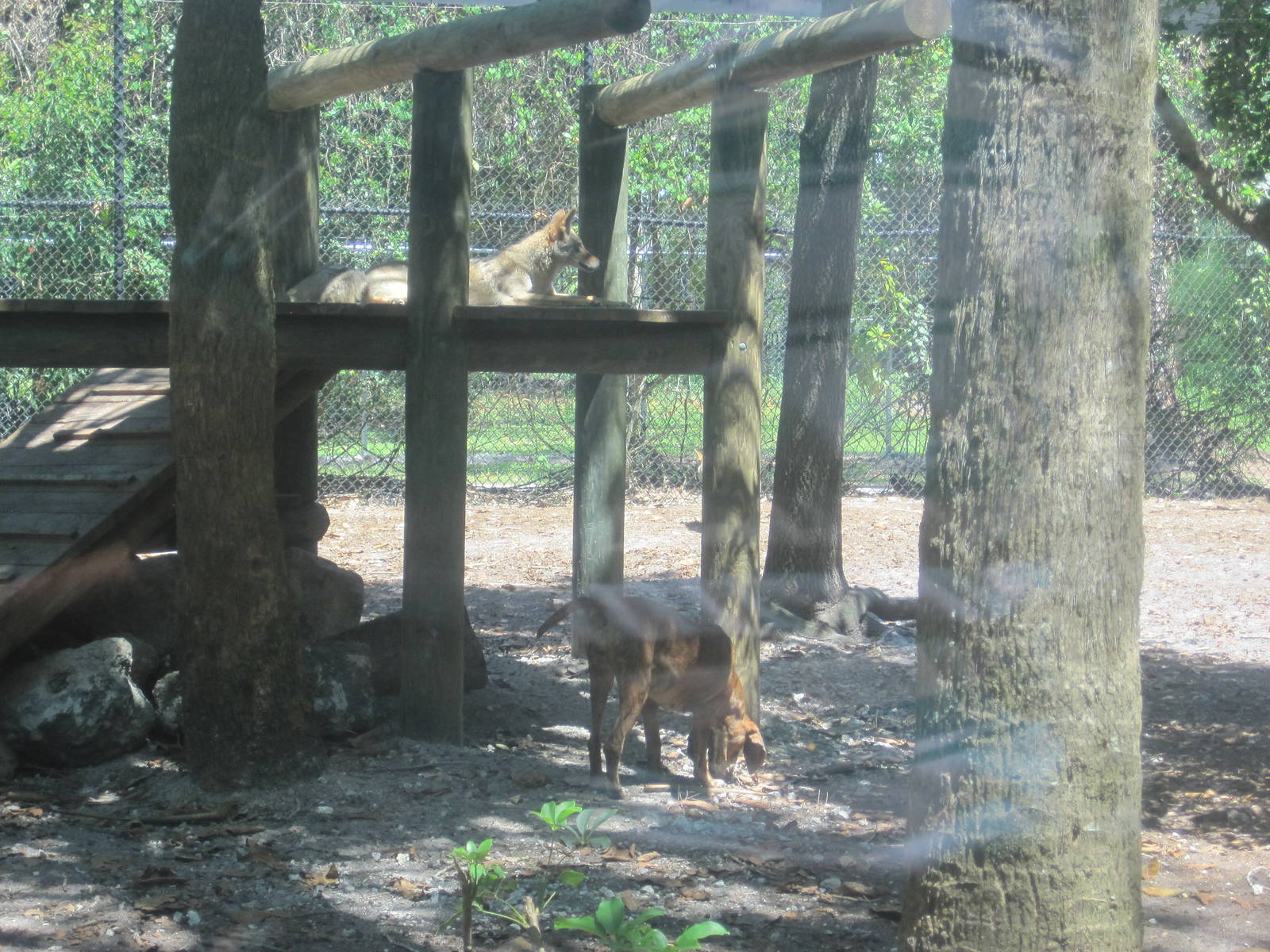 Panther Glade- Coyote and Dog