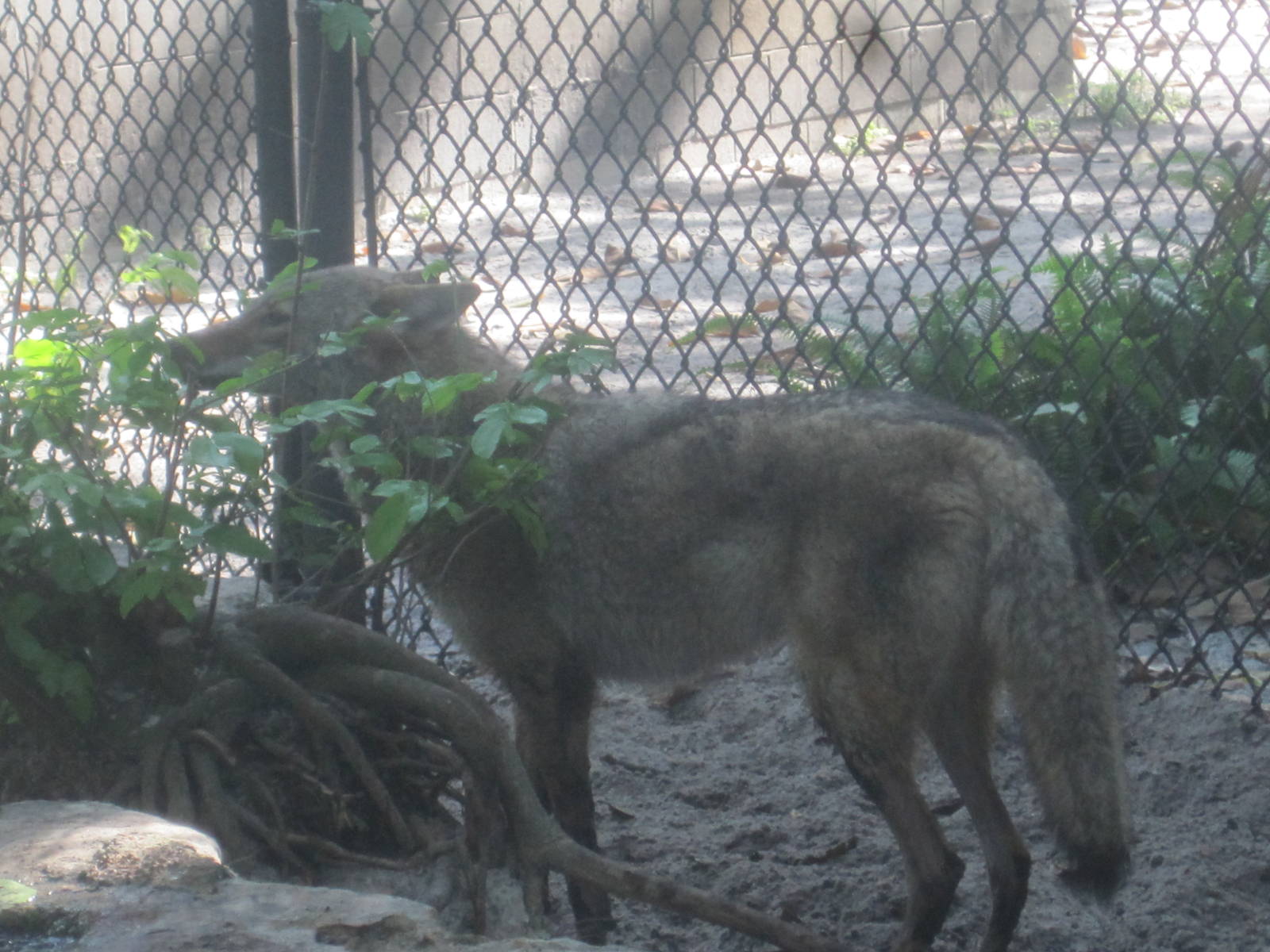 Panther Glade- Coyote