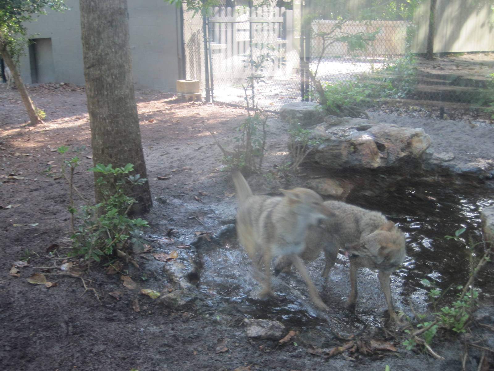 Panther Glade- Coyotes Playing