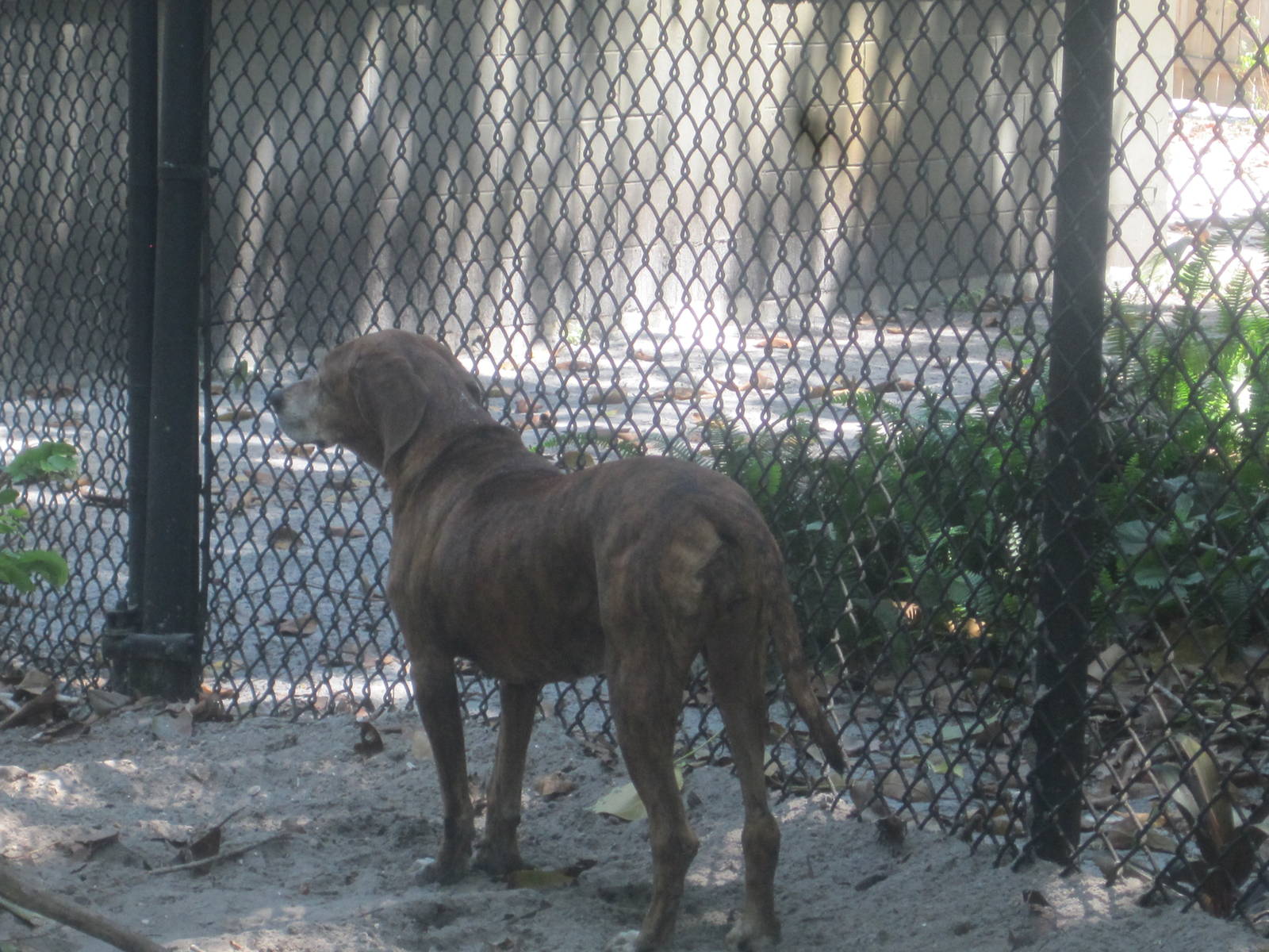 Panther Glade- Plott Hound