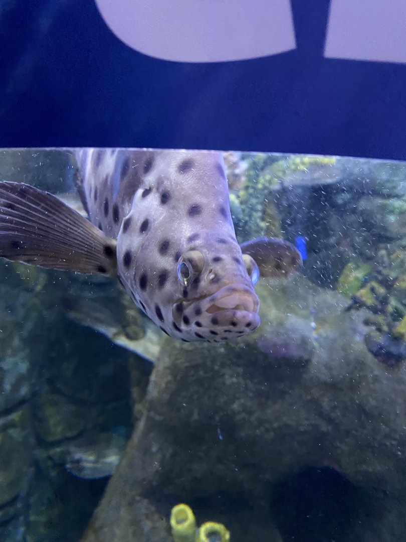 Panther grouper 060125