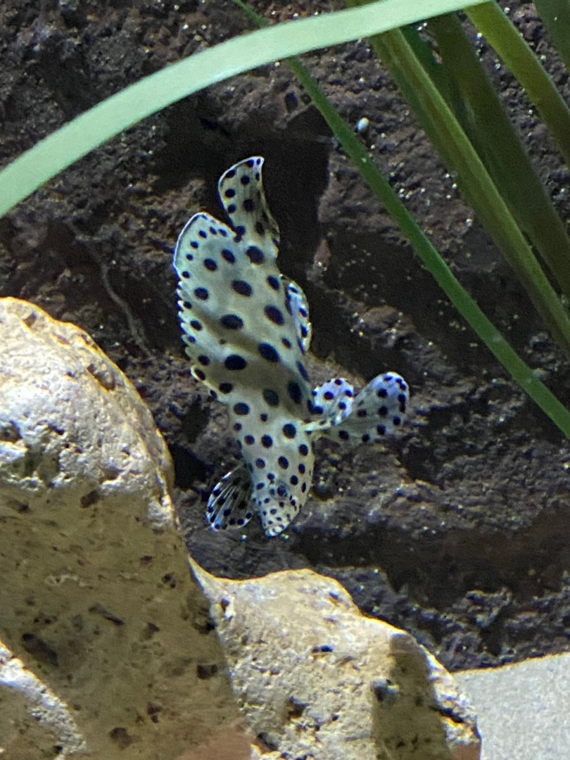 Panther grouper 240122