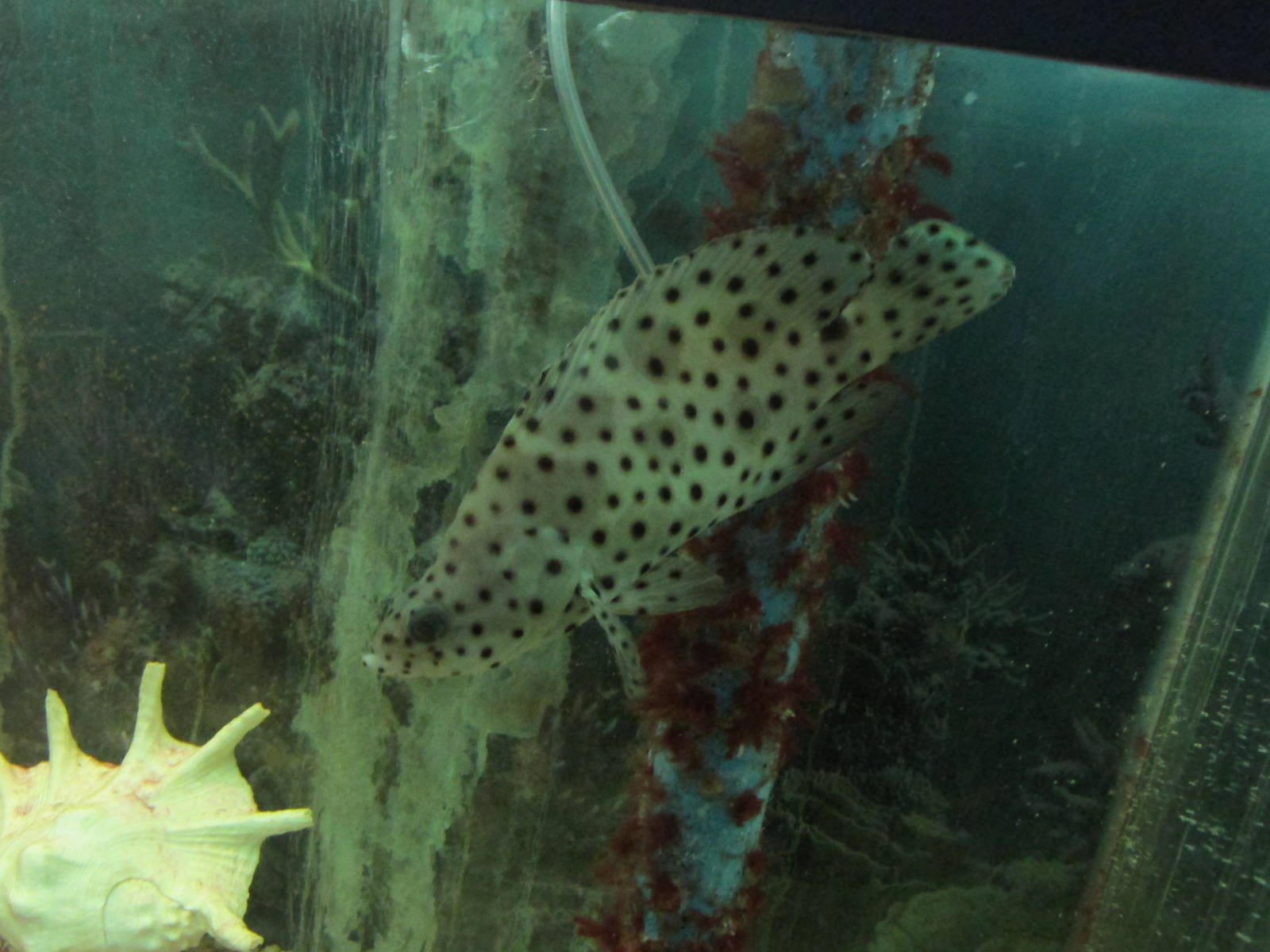 panther grouper acuario mendoza