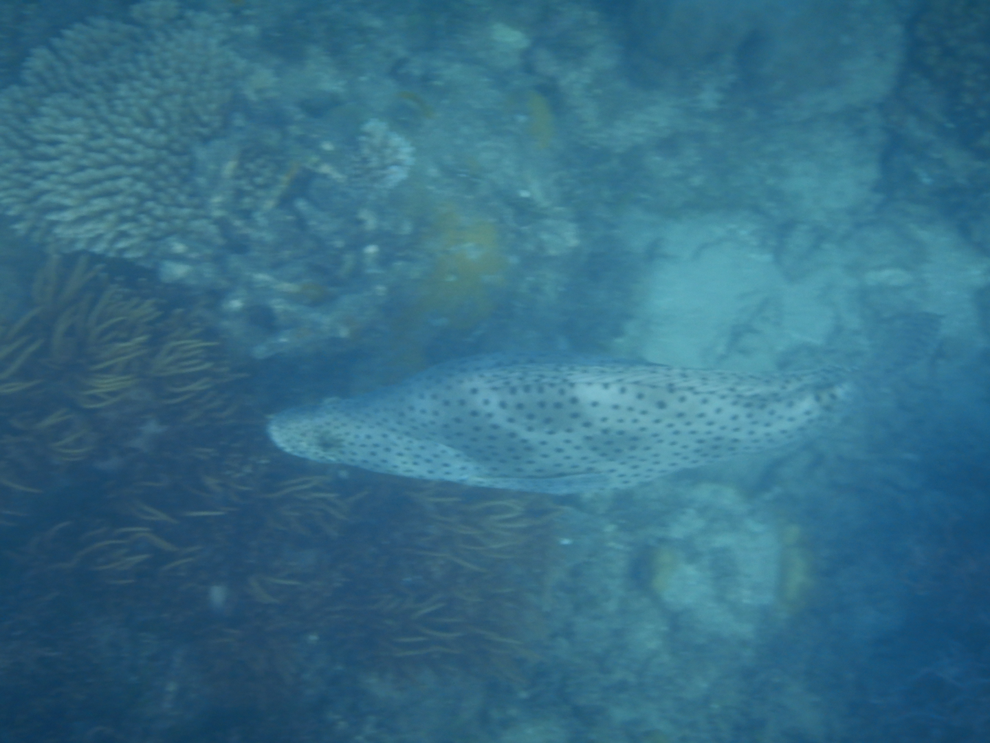 Panther Grouper (Cromileptes altivelis) - Green Island