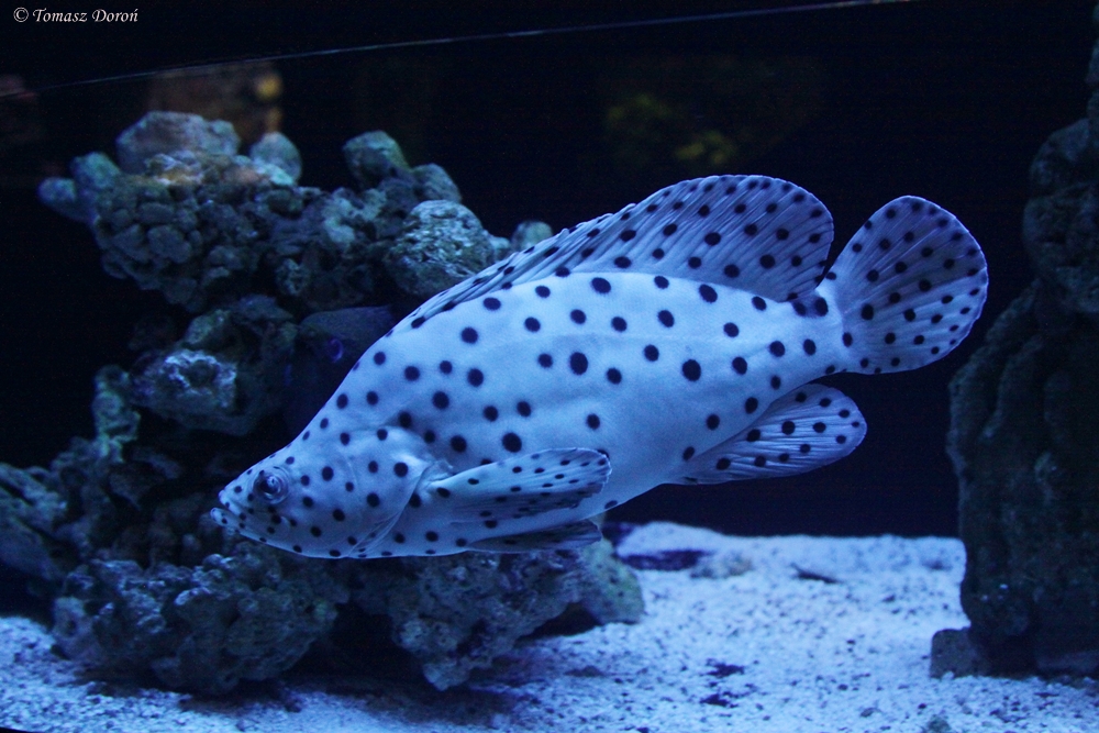 Panther Grouper (Cromileptes altivelis)