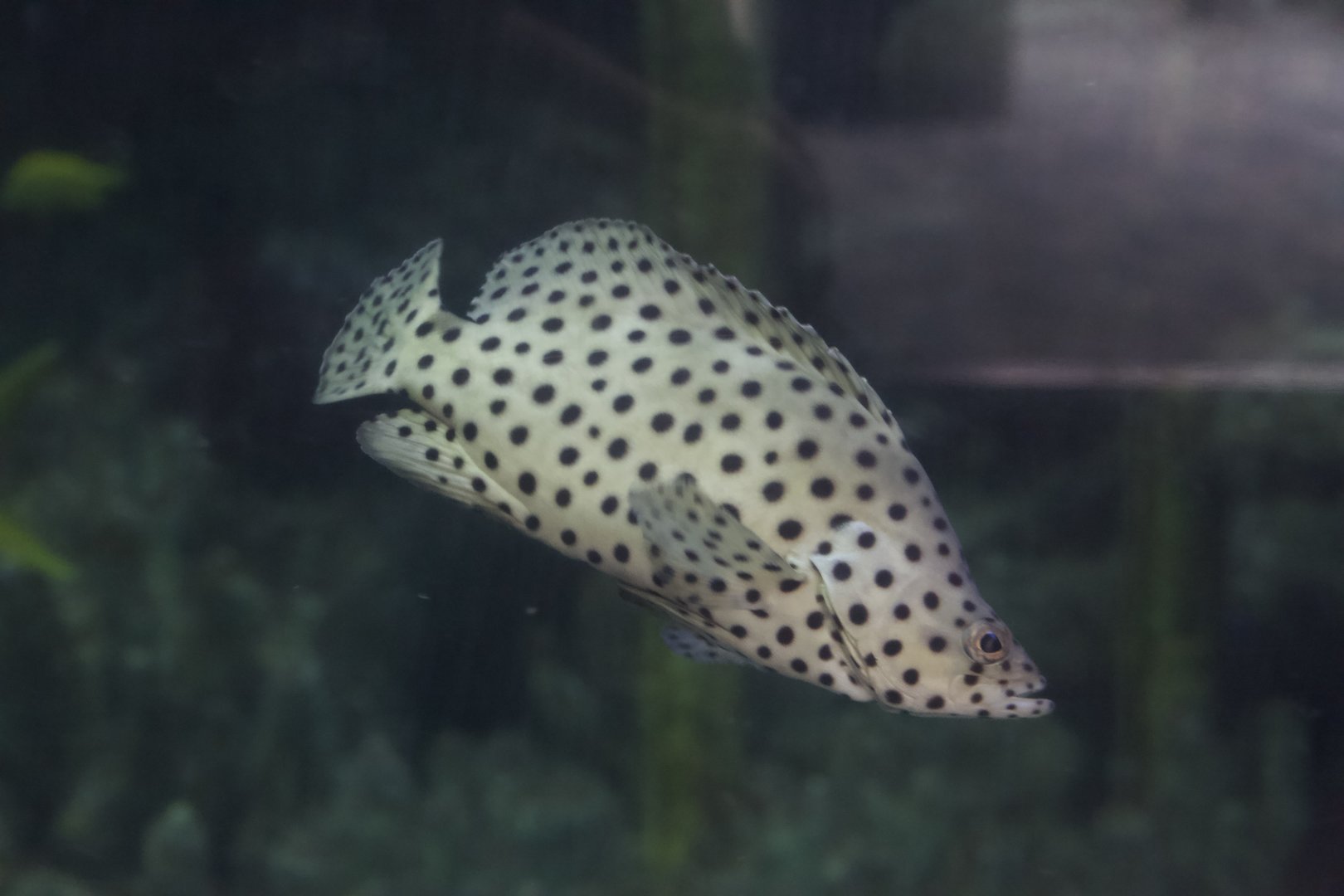 Panther Grouper/ Cromileptes altivelis