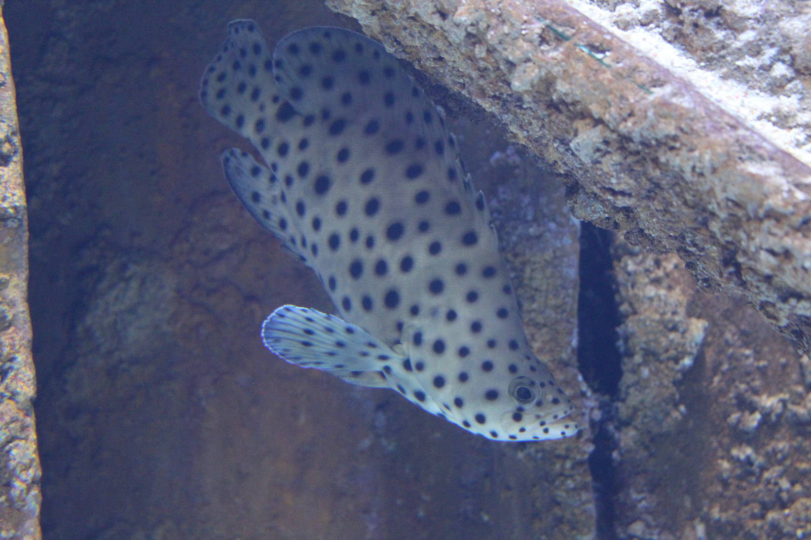 Panther Grouper - Malta National Aquarium