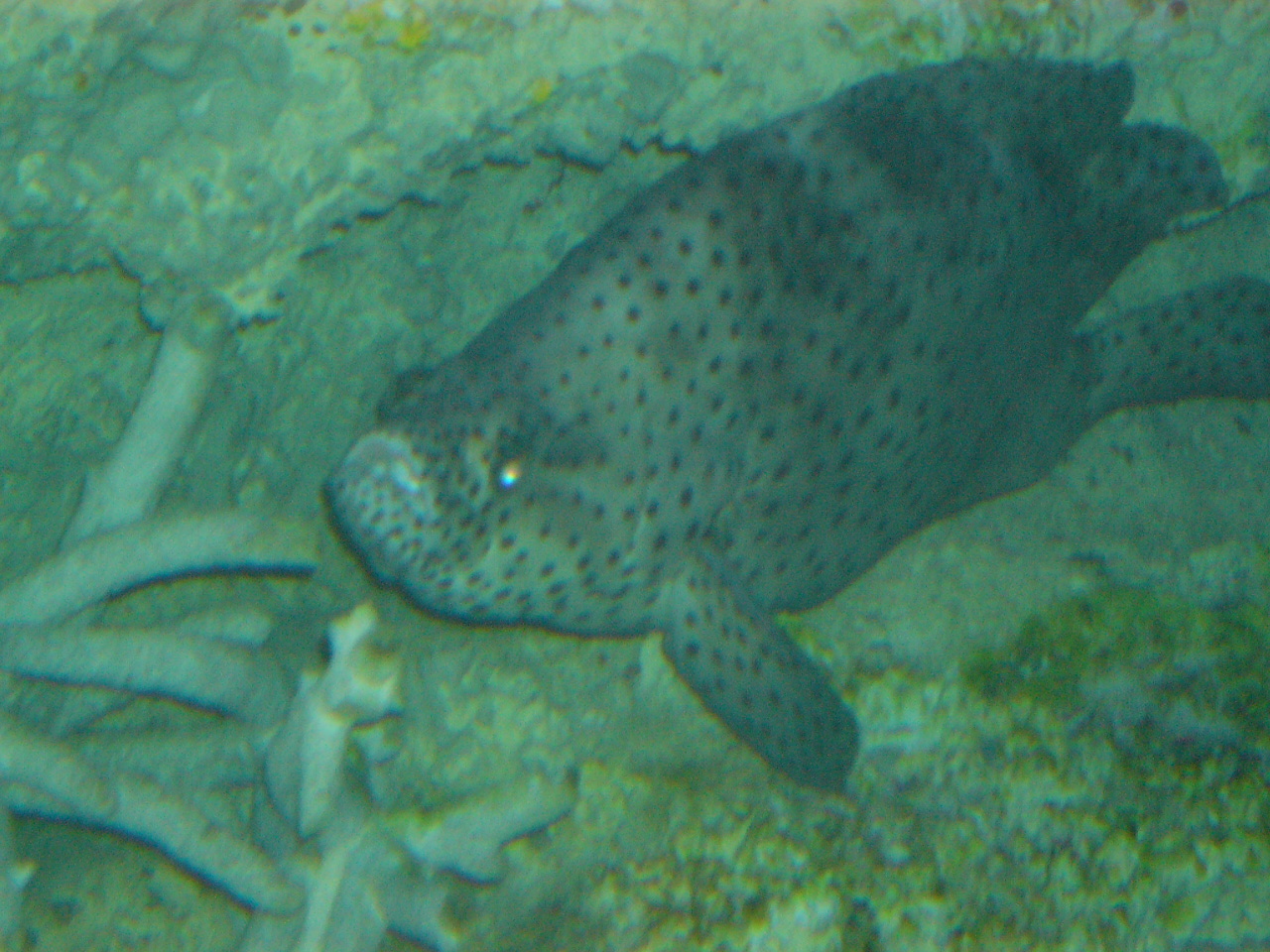 Panther Grouper