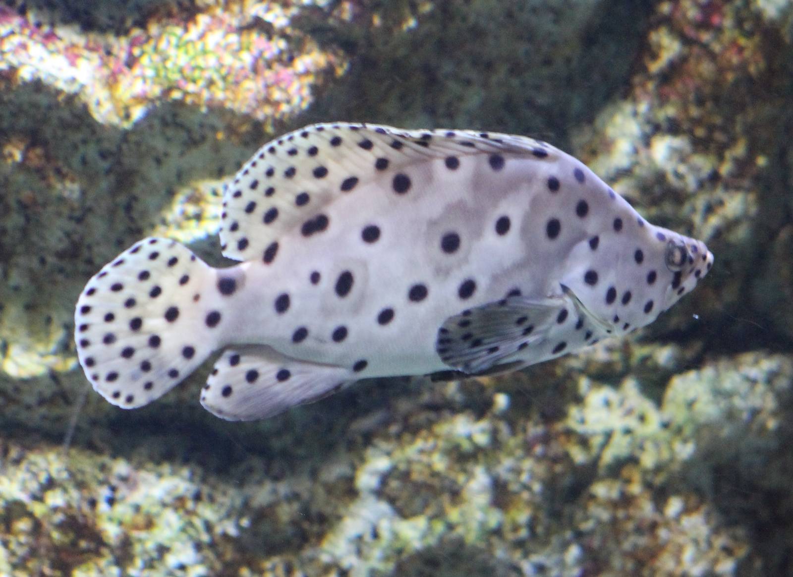 Panther grouper