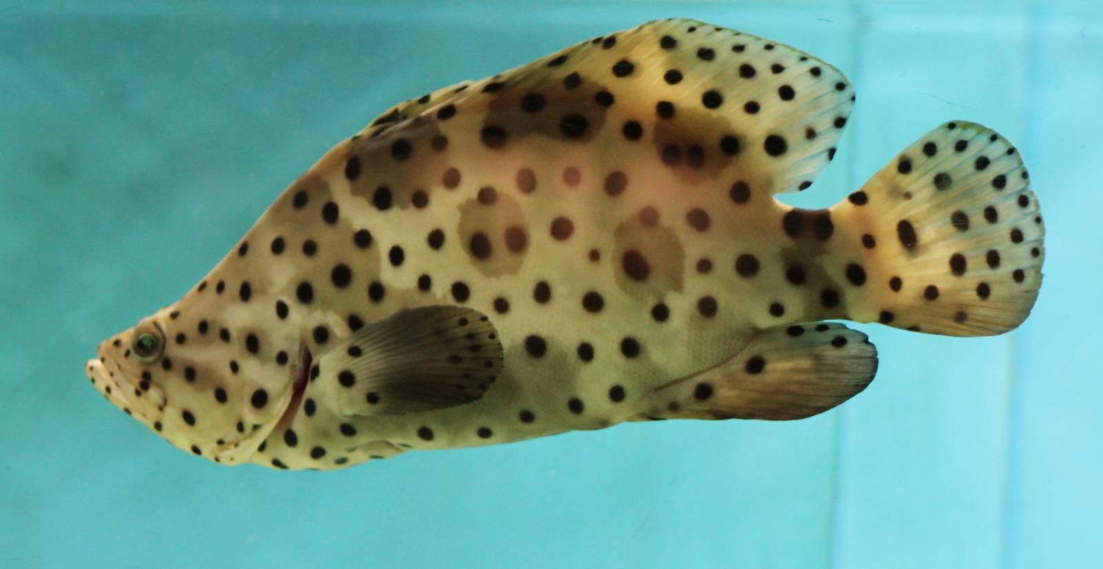 Panther grouper