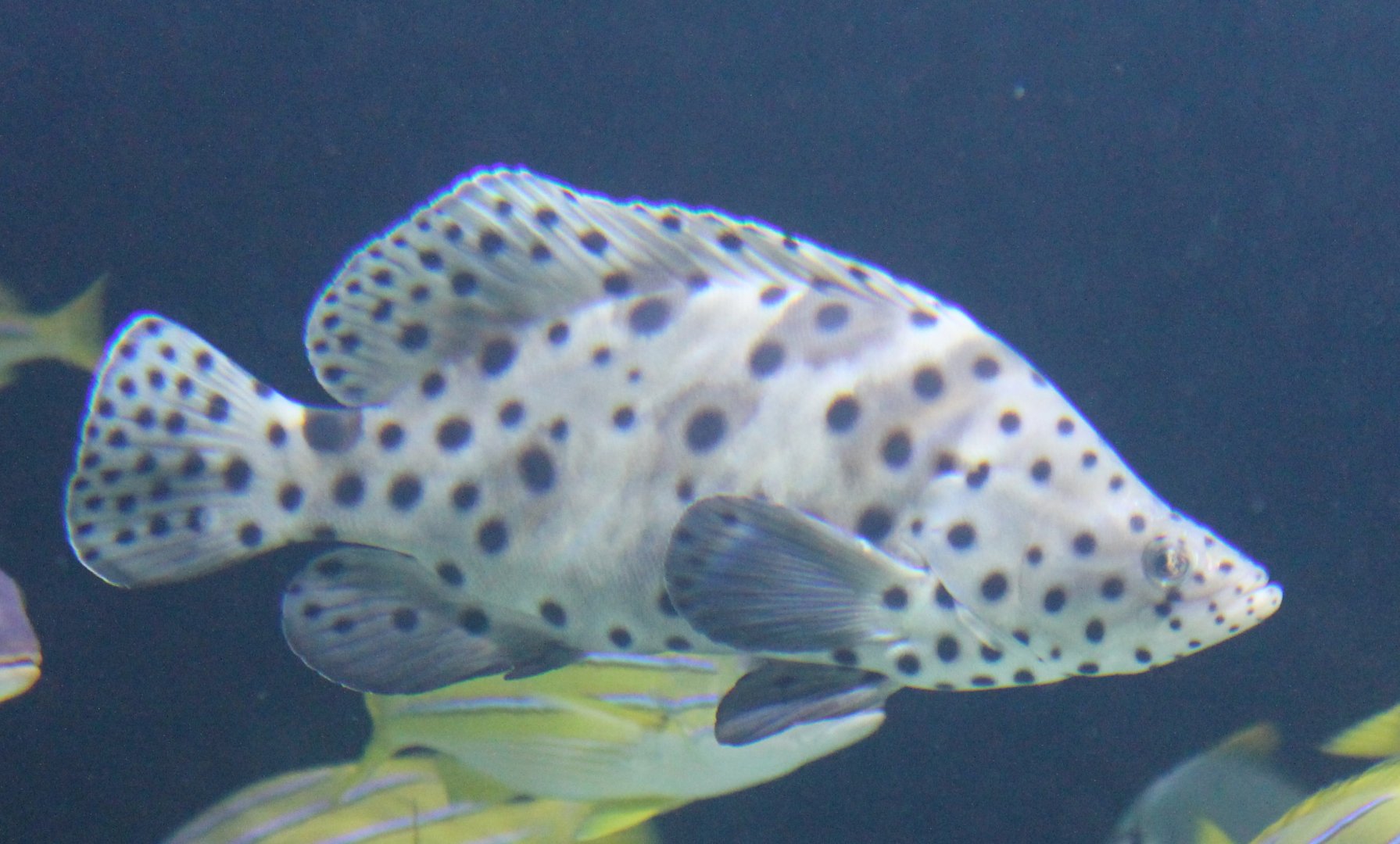 Panther grouper