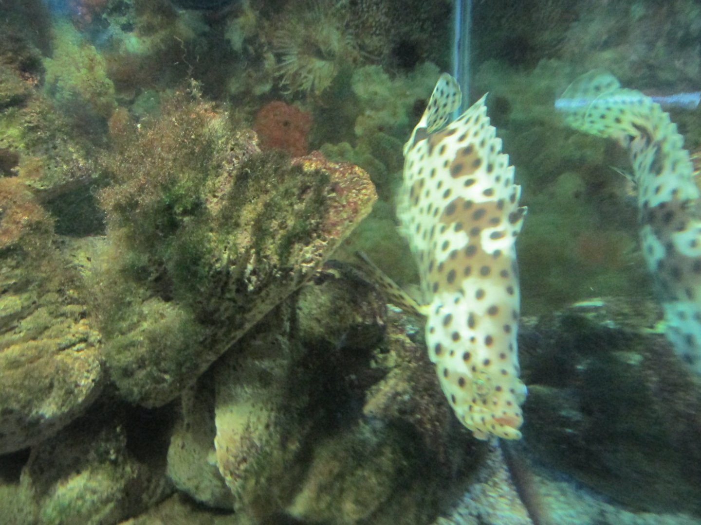 panther grouper