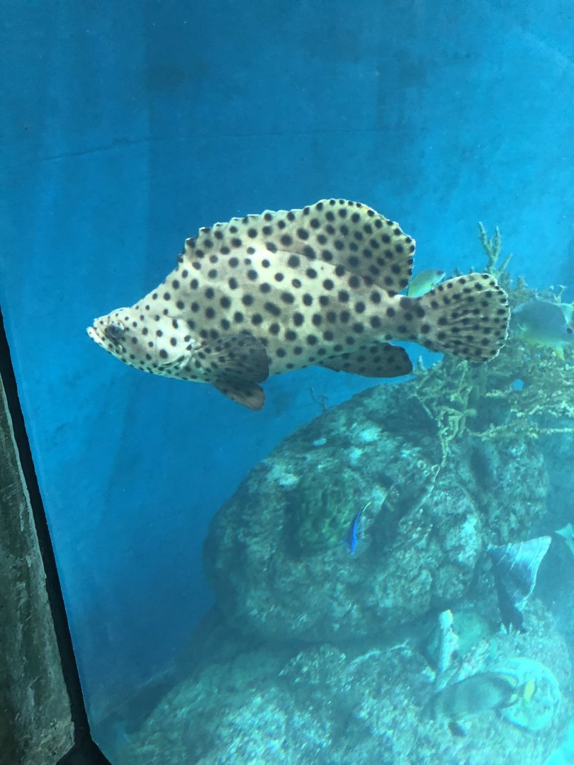 Panther Grouper